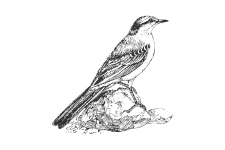 20220701_000000_0255-4-Motacillidae.png