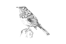 20220701_000000_0257-1-Muscicapidae.png