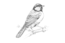 20220701_000000_0257-2-Paridae.png