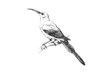 20220701_000000_0258-3-Nectariniidae.png