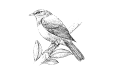 20220701_000000_0258-4-Zosteropidae.png