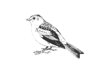 20220701_000000_0259-2-Emberizidae.png