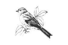 20220701_000000_0260-3-Fringillidae.png