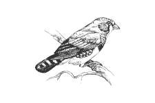 20220701_000000_0260-4-Estrildidae.png