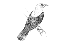 20220701_000000_0261-3-Orolidae.png