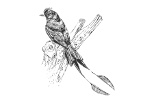 20220701_000000_0261-4-Dicruridae.png