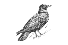 20220701_000000_0263-3-Corvidae.png